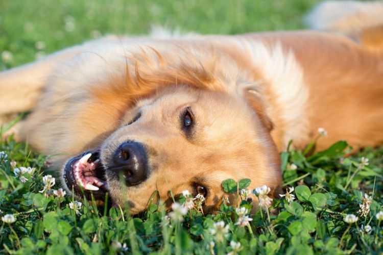 犬の尿路感染症【症状】