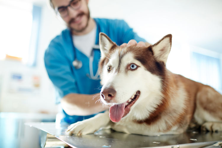 犬の尿路感染症【診断方法】