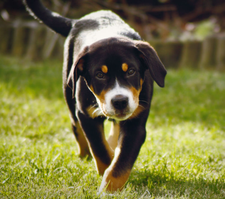 犬のレプトスピラ症【発症しやすい犬種】