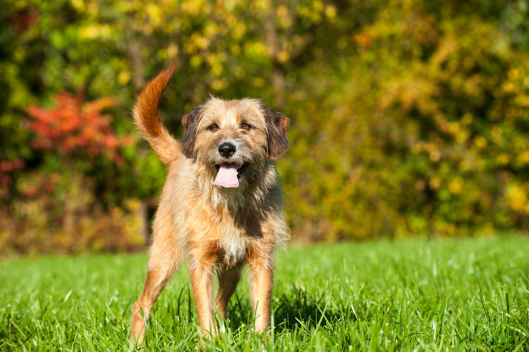 犬の胃炎【発症しやすい犬種】