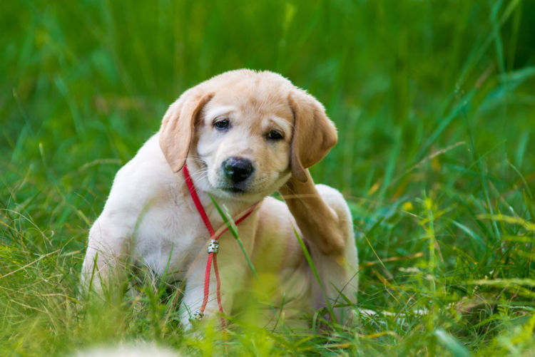犬の中耳炎とは