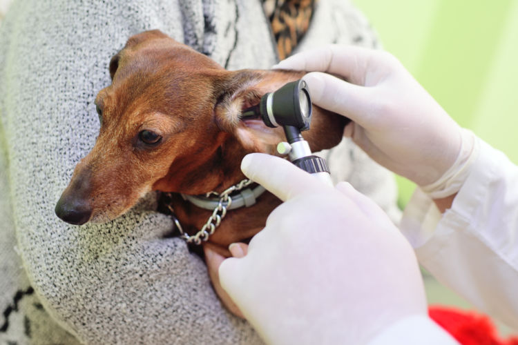 犬の中耳炎【検査・診断方法】