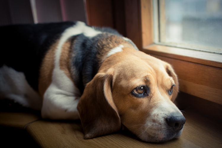 犬の内耳炎【原因】