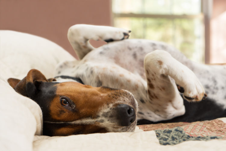 犬の内耳炎【症状】