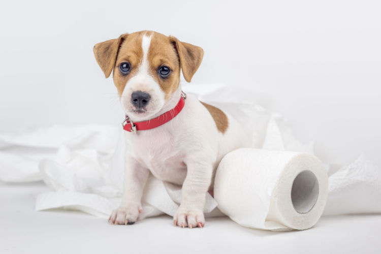 犬の胃炎と間違えやすい病気