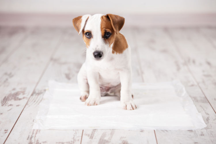 犬の胃炎と間違えやすい病気