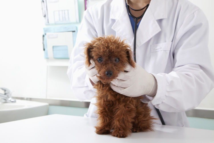 犬の胃炎と間違えやすい病気