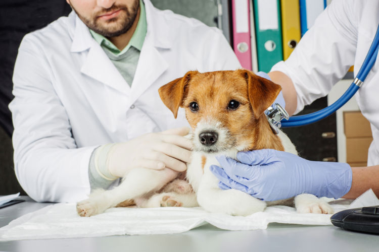 犬の熱中症