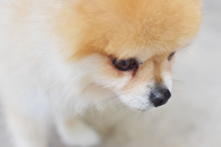 犬がボーっとしている【考えられる原因】