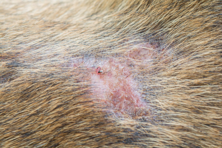 犬がおしりを気にする・痒がる【考えられる原因】