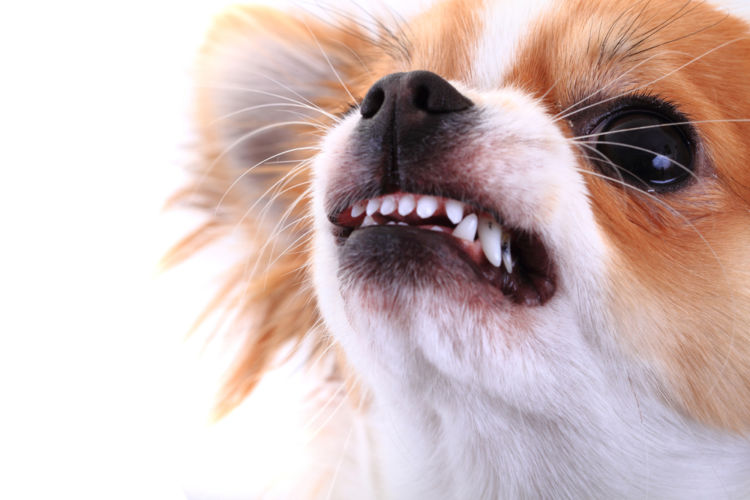 犬がおしりを気にする・痒がる【こんな症状は要注意!】