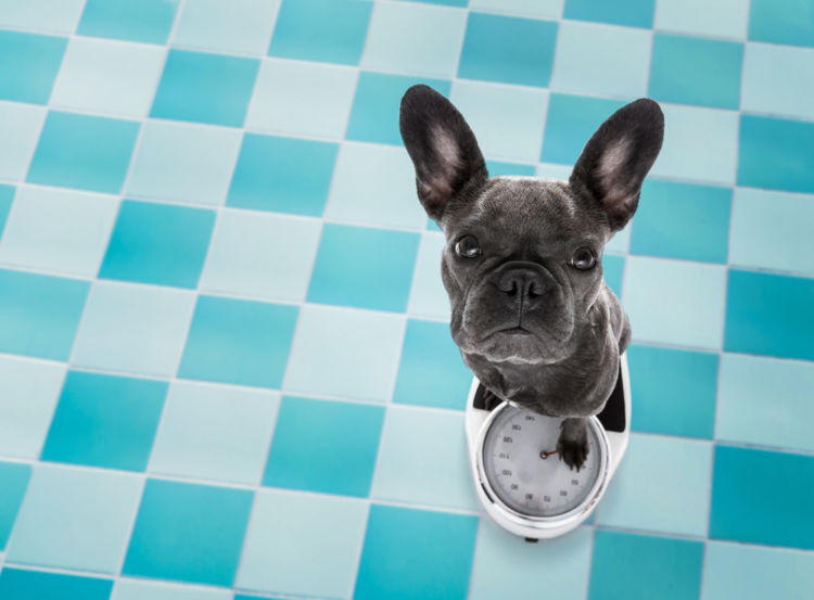 犬の体重が減少している【こんな症状は要注意!】