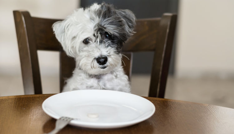 犬の体重が減少している【この症状で考えられるおもな病気】