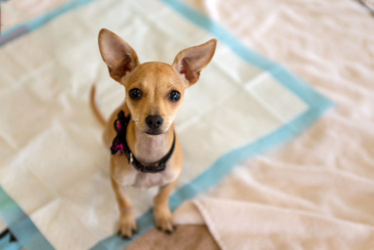 犬の消化管内寄生虫症