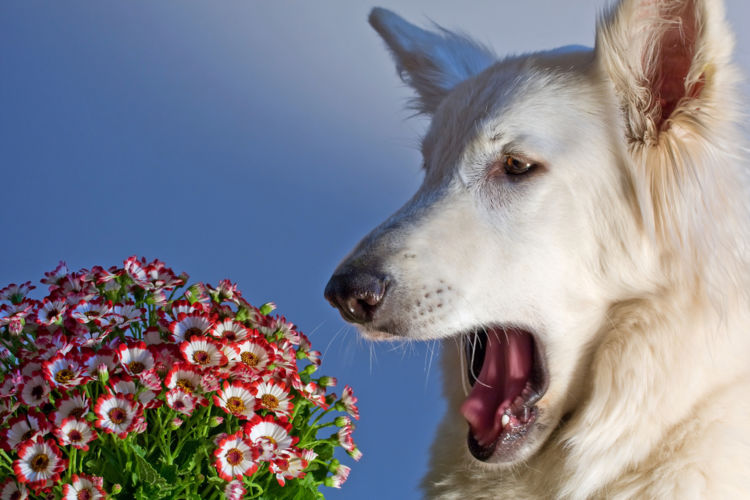 犬が後ろ足でお腹を掻いている【こんな場合は要注意!】