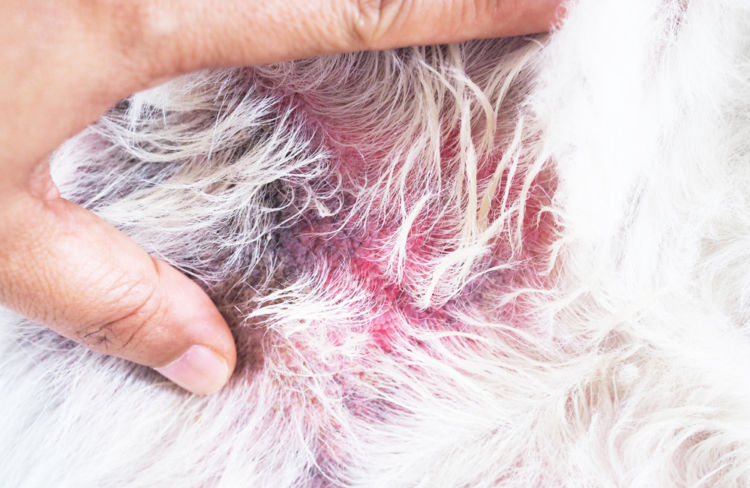 犬のお腹が黒ずんでいる【こんな場合は要注意!】
