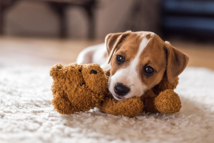 犬の膝蓋骨脱臼【予防対策】