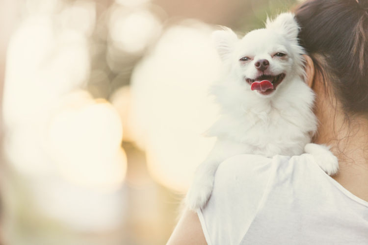 愛犬に関わる情報に注意する