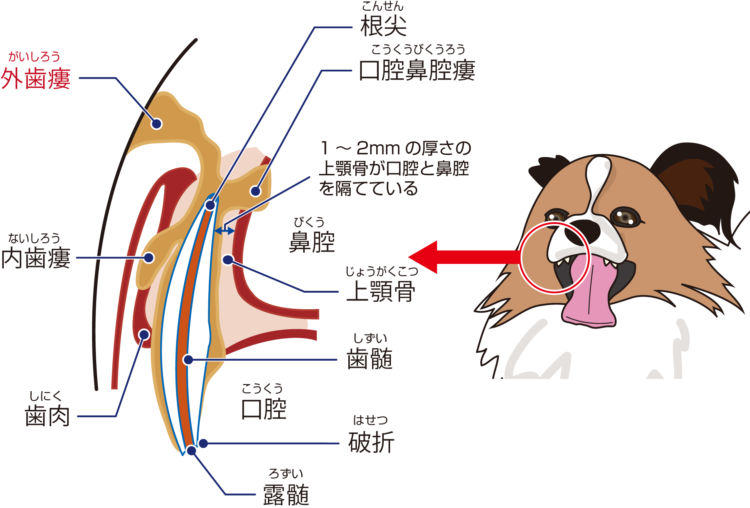 犬の外歯瘻【原因】