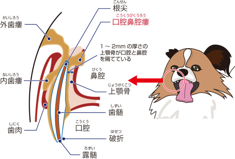 犬の口腔鼻腔瘻