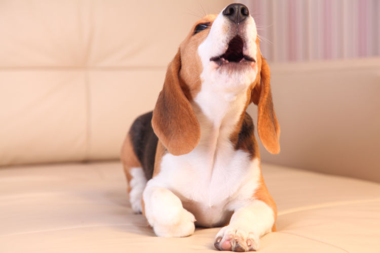「犬の夜鳴きの原因や理由・対策」その①~【要求吠え】こっちに来て!