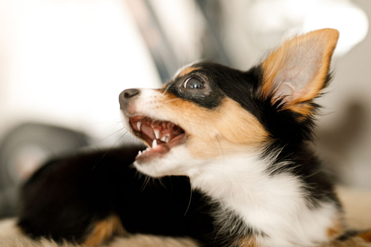 「犬の夜鳴きの原因や理由・対策」その②~【ストレス】退屈して吠える!