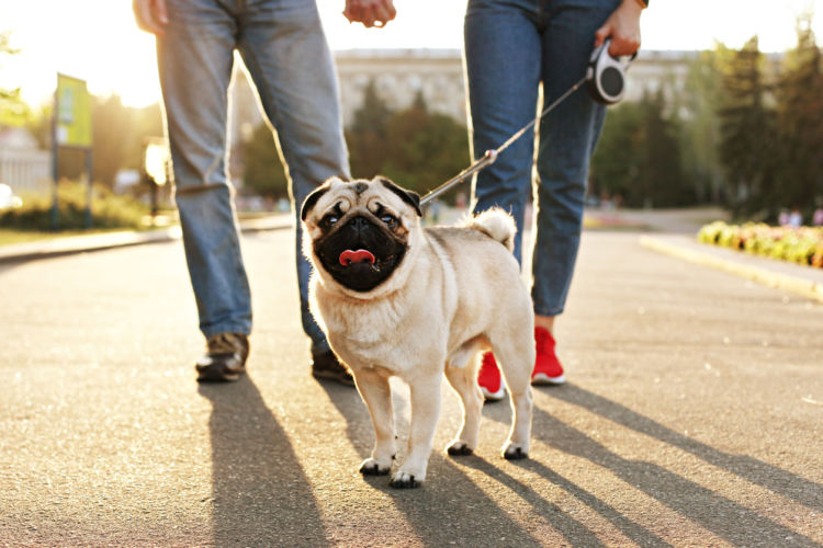 犬の夜泣きを防ぐための散歩