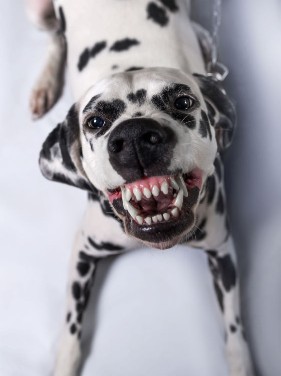「犬の夜鳴きの原因や理由・対策」その③~【警戒心】社会化が不十分