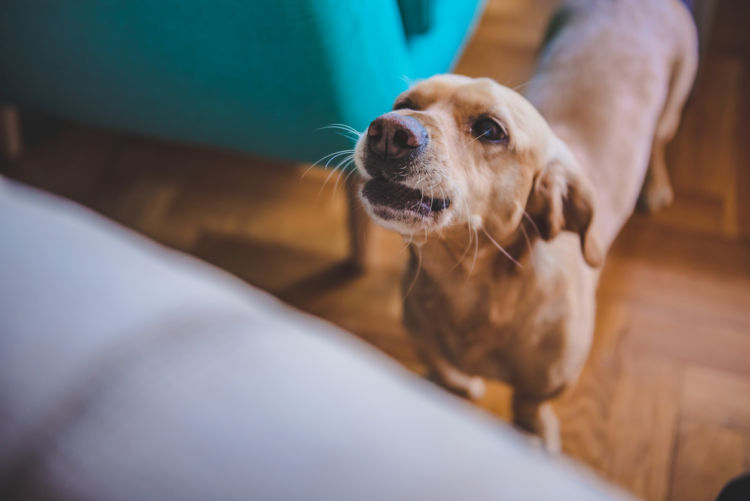 「犬の夜鳴きの原因や理由・対策」その④~【使命】番犬として