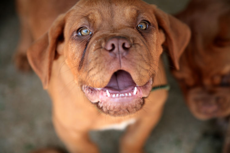 「犬の夜鳴きの原因や理由・対策」その⑤~【加齢】シニアになった