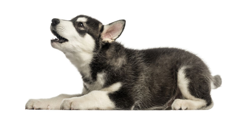 「犬の夜鳴きの原因や理由・対策」まとめ