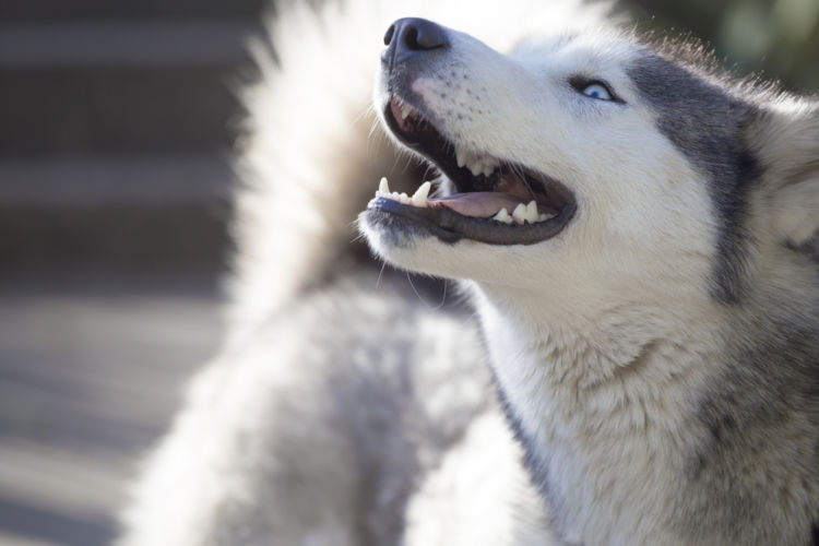 【獣医師監修】犬の夜鳴き(夜泣き)の原因や理由は!?子犬・成犬・老犬の夜鳴き対策は?