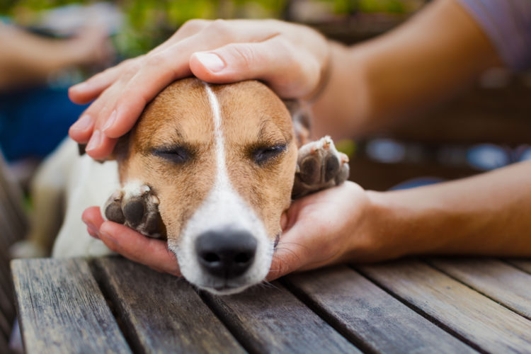 「犬が震える」原因と理由・対策③【痛み】