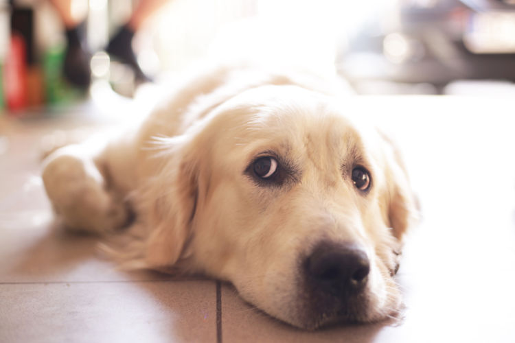 【獣医師監修】犬のストレスサイン対処法!「カーミングシグナル」は愛犬からのSOS!?
