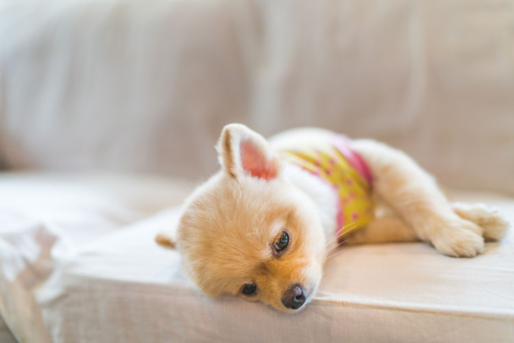 犬のストレス①【3つのストレスサイン!】