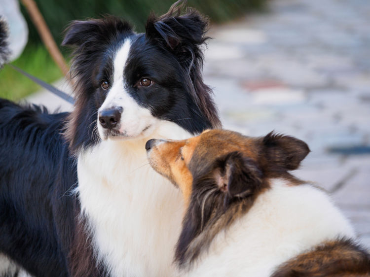 散歩で他の犬とすれ違うときに目をそらす