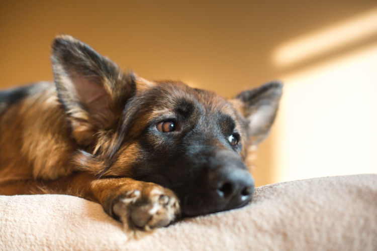 ストレスを感じている犬