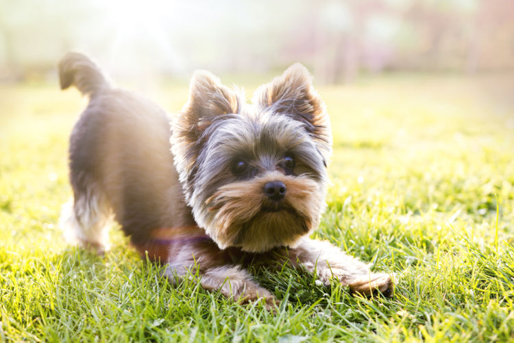 「犬の臭い」【健康】【清潔】に保つ!