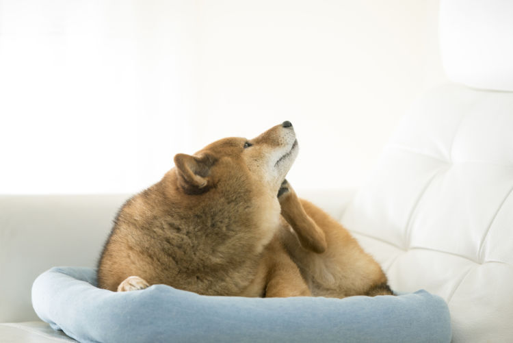 犬の膿皮症【原因】