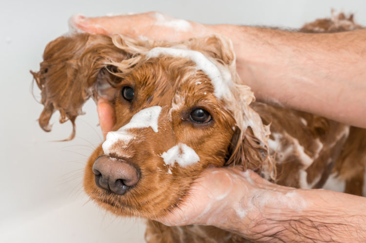 犬の膿皮症【再発】【予防】