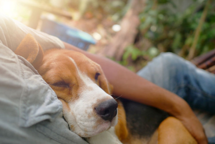 犬の膿皮症の予防