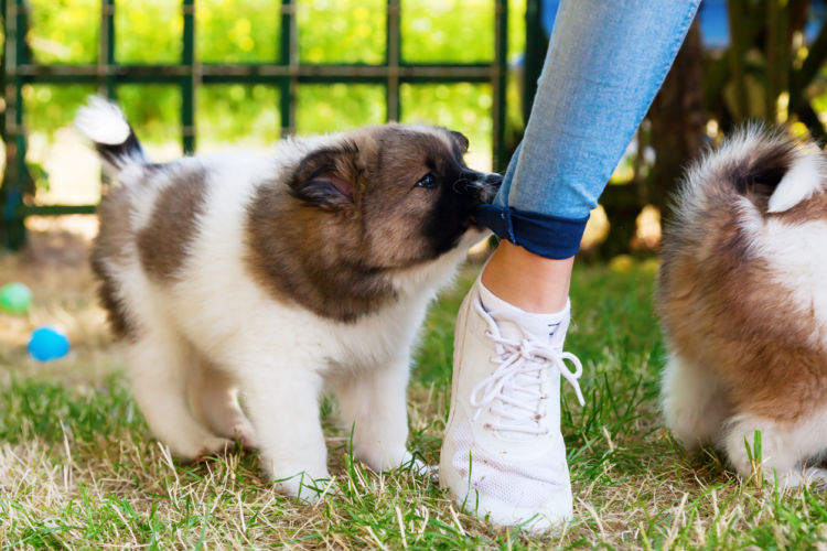 口を使う子犬