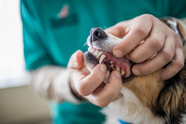 噛む犬の診察
