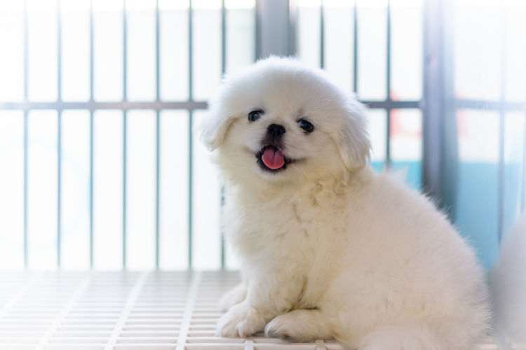 ペットショップの子犬