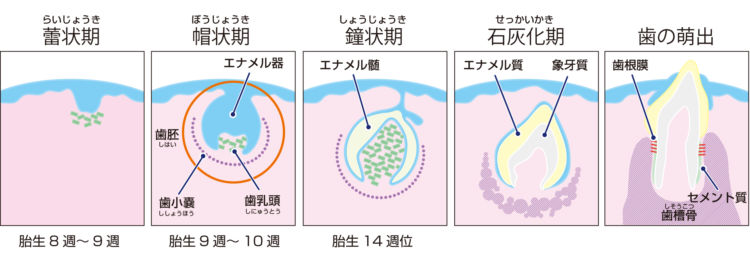 犬の歯の形成過程と萌出