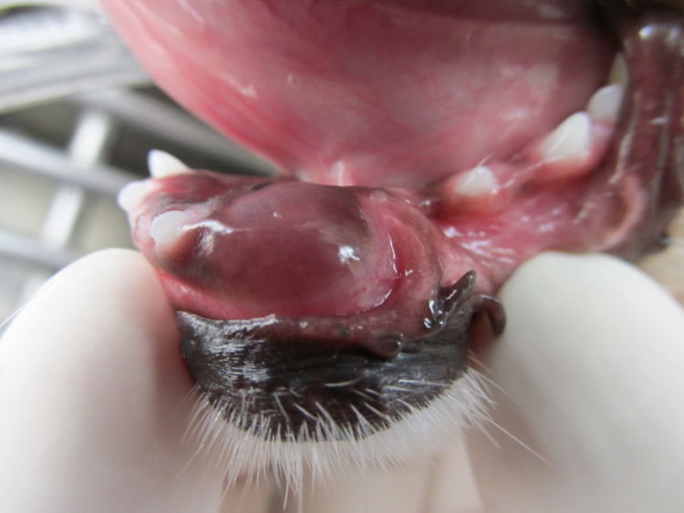 犬の含歯性嚢胞(がんしせいのうほう)【症状】