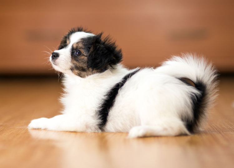 犬の変形歯(へんけいし)【食事・予防対策は?】