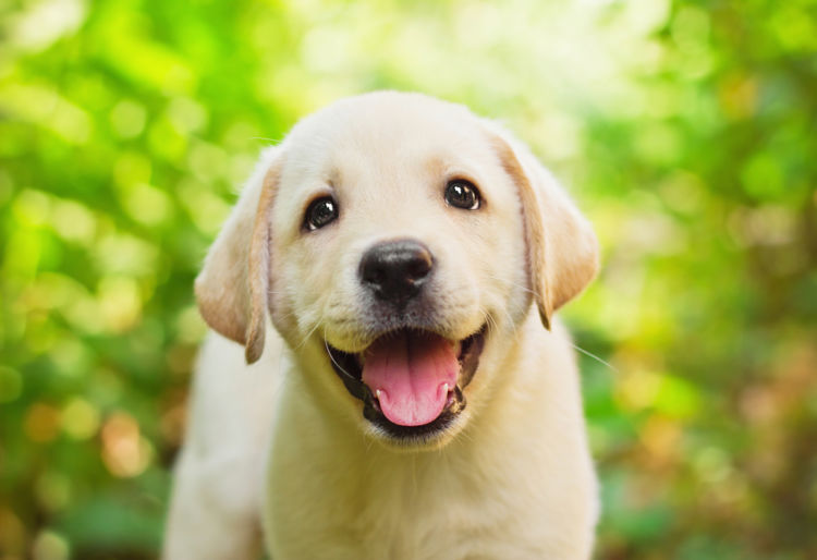 犬の変形歯(へんけいし)【まとめ】