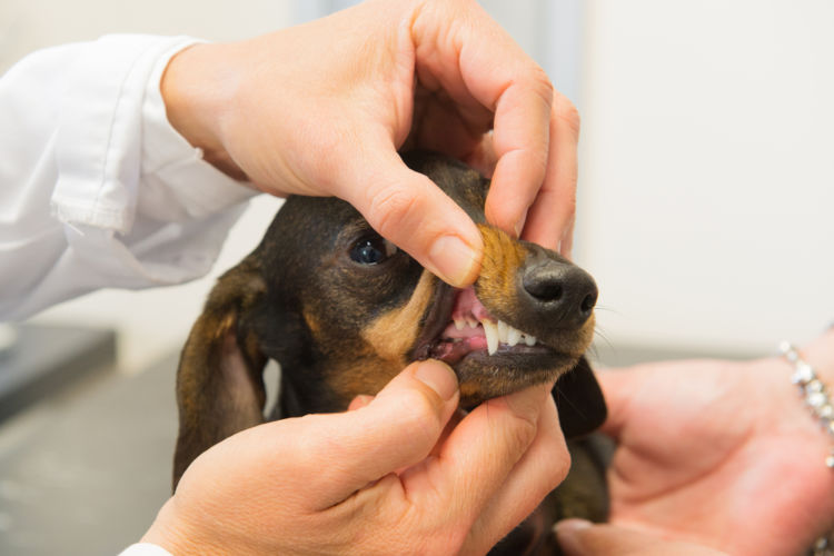 犬の歯の発育障害(過剰歯・欠歯)【診断方法】