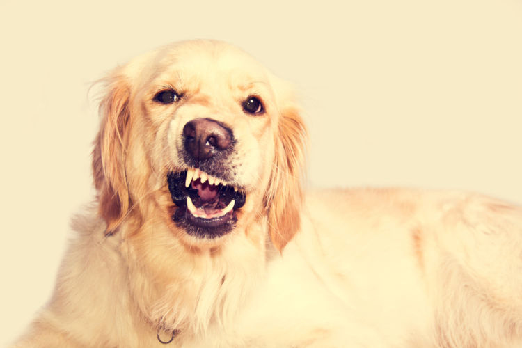 犬の根尖周囲病巣(こんせんしゅういびょうそう)【まとめ】